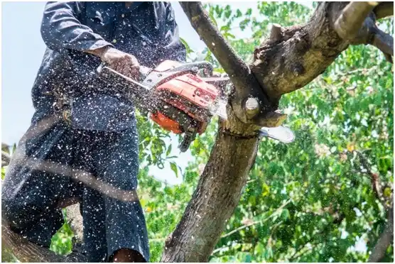 tree services Edisto Beach